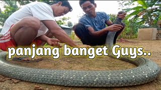 KING COBRA SI(KLIWON)PANJANG BANGETT..