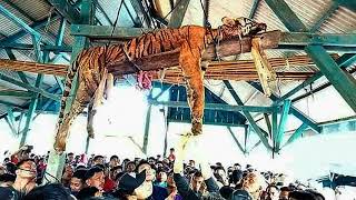 Indonesian villagers kill rare tiger after believing it was a shapeshifter, conservation officials s