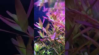 Rotala rotundifolia | rotala sp green