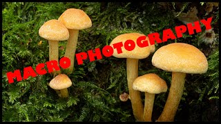 Macro and close up photography/how to photography fungi