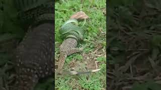 Cobra  verde vs Lagarto