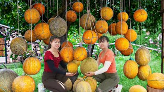 Harvesting Cantaloupe Goes to market sell - Take care ducks, chickens and pigs