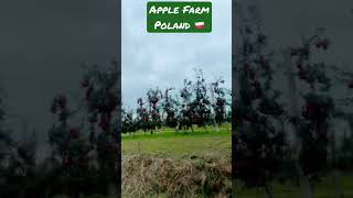 Apple 🍎 farm in Poland