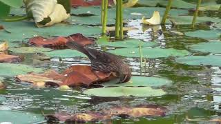 CRAZY FEMALE EWD-WINGED BLACKBIRD FORAGING ON LILLY PADS