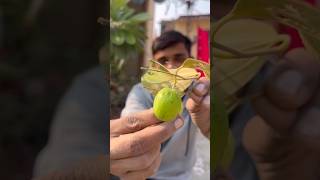 Apple🍏Ber Khaya Hain Aapne #fruit #youtube #harvest #shorts #garden