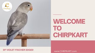 DF VIOLET FISCHER EDGED  || AFRICAN LOVE BIRDS  ||  LOVE BIRDS  ||  CHIRPKART  ||  CBE