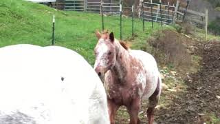 Daisy Returns - An Appaloosa Homecoming