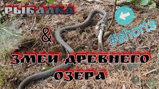 Рыбалка и змеи древнего озера | #shorts