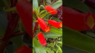 Seemannia plant flowers || Home Gardening | #flowers #gardening #youtubeshorts