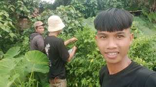 One day I went chili picking with my two brothers-in-law - ĐĂK NÔNG - Leo Tv Official