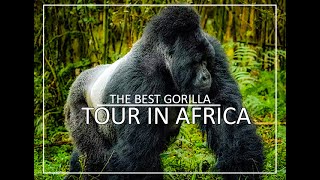 BEST GORILLA TOUR IN AFRICA- Choose the best gorilla trekking tour #Topbucketlist  in Rwanda