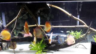 135 gal Discus tank update again