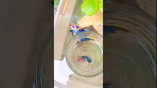 📶 আজকে আবারও ব্রিডিং এ দিলাম বেট্টা ফিস || Betta fish breeding at home || #shortvideo #youtubeshorts