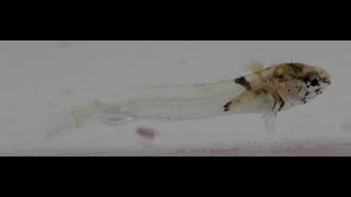 part2. Furcina ishikawae サラサカジカ (알롱횟대?) Genus Furcina, Early Juvenile Life History