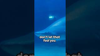 Boneless Wonders: The Shark's Secret #facts #shorts