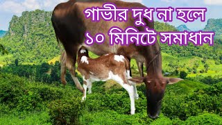 গাভীর দুধ বাড়ানোর চিকিৎসা পদ্ধতি