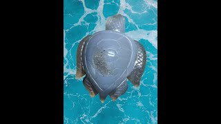 Sea Turtle video