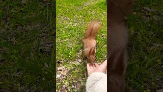 🐿️finally,come✌🏻#squirrel #cute #shorts #동물 #eating #animals #nature #feed #eat #wildlife #funny