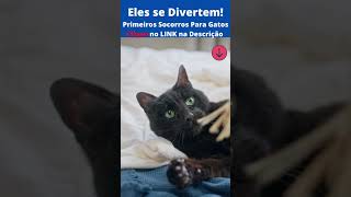 Gatinhos se Divertindo![Primeiros Socorros Para Gatos] #shorts