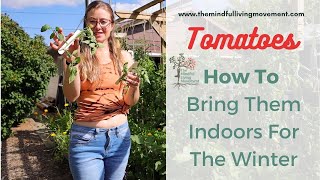 Bring Tomato Plants Indoors For The Winter - Indoor Gardening Tips