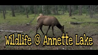 Wildlife at Annette Lake Jasper National Park | National Park Alberta Canada | ysay dale