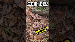 첫 능이버섯을 이제야 만나다니 ㅠ