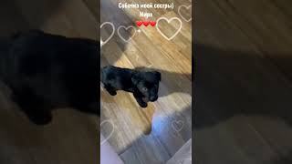 Собачка моей сестры) Мира ❤️❤️❤️