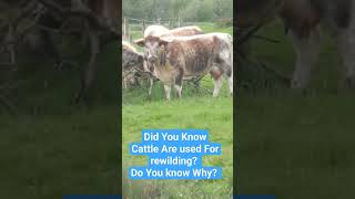 Rewilding with Cattle ! #animals #cows #rewilding #nature #cattle