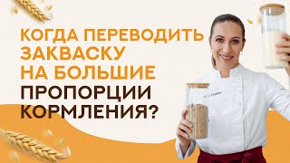 Когда переводить закваску на большие пропорции кормления?