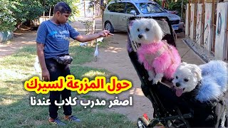 اتولد لقي ابوه بيربي كلاب || اصغر مدرب كلاب هيعلمك تدرب كلبك بنفسك #ياسين #ابونور