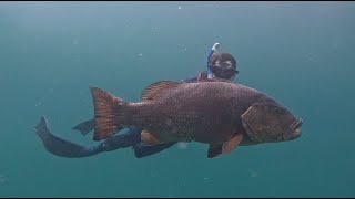 World Record African Brown Snapper