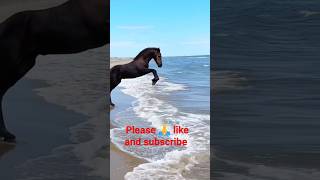 sultan horse running in water 🤔🤩#shorts#short #horse#sultan