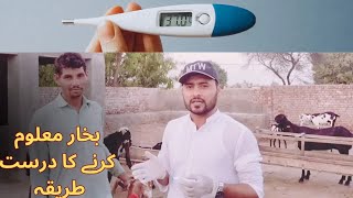 بھیڑ/بکری میں بخار معلوم کرنے کا درست طریقہ How to take a Goat's temperature