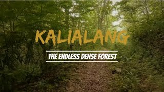 Walking in Dense Forest | Kalialang Endless Dense Forest