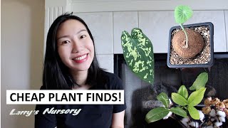 Spent $8 for Another Wishlist Plant! Budget Friendly (Under $20) Plant Shopping + Haul