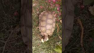 Comiendo manzana