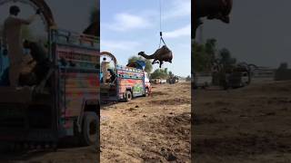 Camel loading amazing#goat #youtubeshorts #camel #animals #ytshorts #youtube