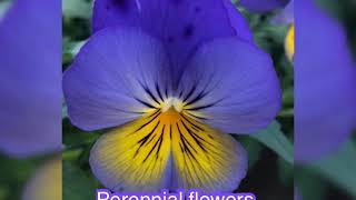 Perennial flowers