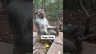 YOGA TIME #animals #funnyanimals #monkey #shortsfeed