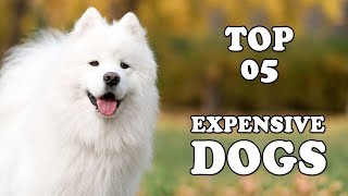 Top 5 Most Expensive DOG BREEDS In The World 2018 | Expensive Dogs