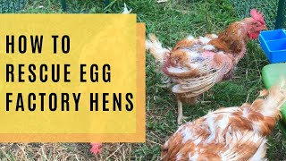 How To Rescue Egg Factory Hens