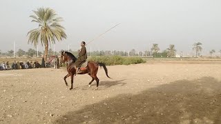 مرماح الفروسية فى احتفال الأشراف الشرقية بالمولد النبوى ومهارة فارس الأشراف  / حمودة المسيدي