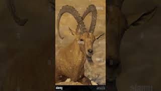 Nubian Ibex:  Wild Goat of Mountains