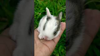 #rabbit #ytshort #shortvideo #gardeningvideos #animals