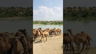 Camels are enjoying the cool air of the ponds #shorts  #shortvideo  #youtubeshorts