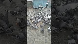 Hungry pigeons near the mosque of the King of two swords - مسجد ته نږدې کوترې - کفترها نزدیک مسجد