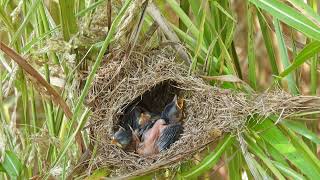 Four babies bird sleep in the nest