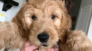 We Got a New Puppy! Meet Theo the Goldendoodle! // K-City Family