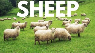 Sheep Spectacle | Insights into Woolly Wonders 🐑