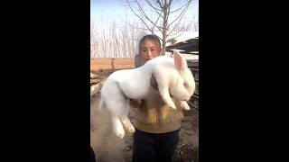 biggest rabbit😳#rabbit #pets #wildlife #shortvideo #shorts